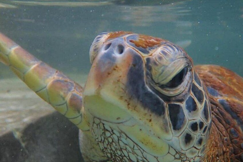 Una tortuga marina con caparazón decorado y aletas, nadando bajo el agua. 5