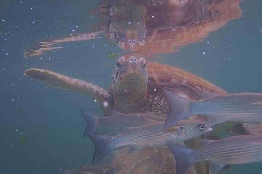 Una tortuga marina nadando junto a varios peces. 4