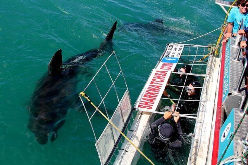 Gansbaai Shark Cage Diving