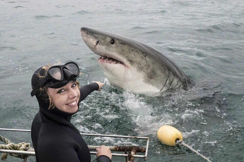 From Cape Town Shark Cage Diving