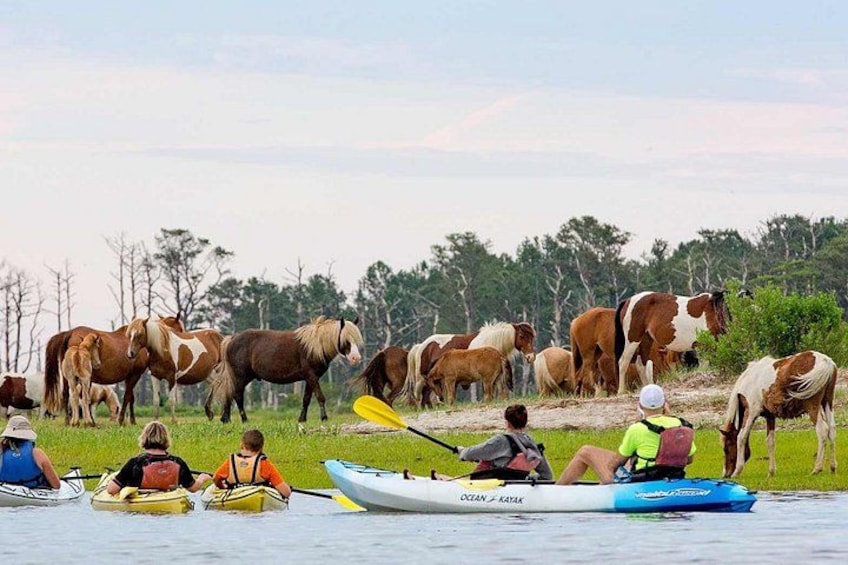 Kayak Tour along Assateague & Chincoteague Island, Virginia 4