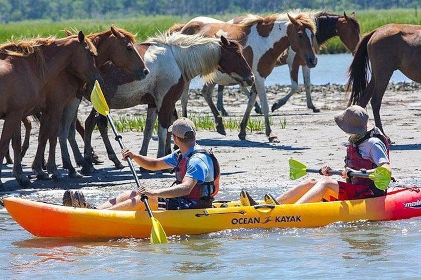 Kayak Tour along Assateague & Chincoteague Island, Virginia 1