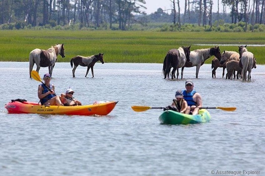 Kayak Tour along Assateague & Chincoteague Island, Virginia 2
