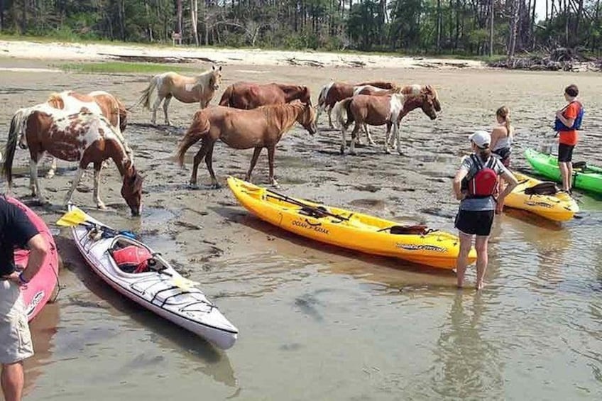 Kayak Tour along Assateague & Chincoteague Island, Virginia 2