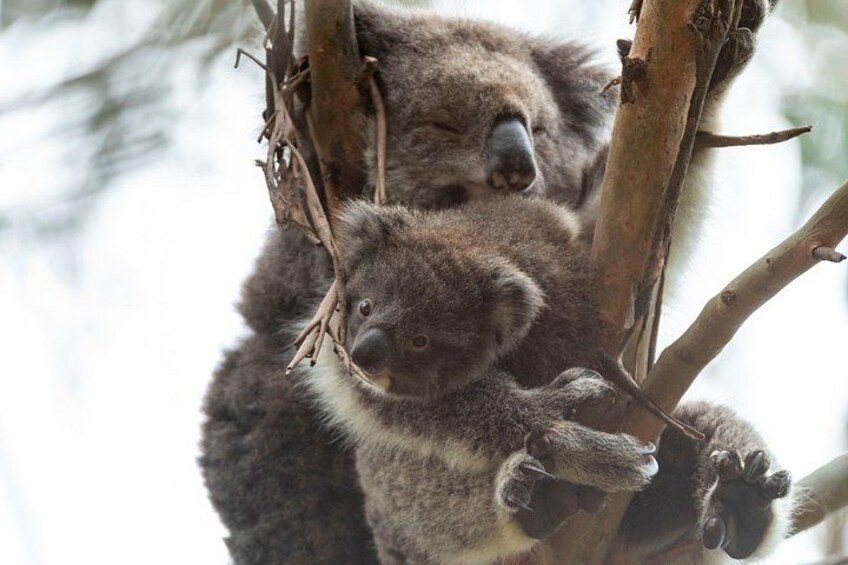See Koalas in the Wild 4