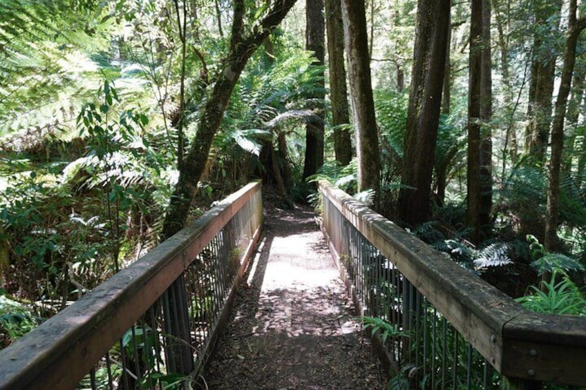 A forest path with wooden railings and dense ferns. 2
