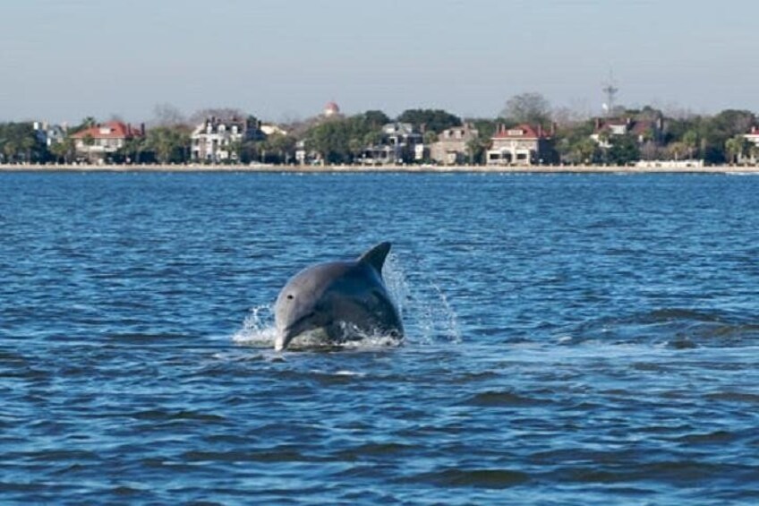 Schooner Pride Dolphin Tour 4