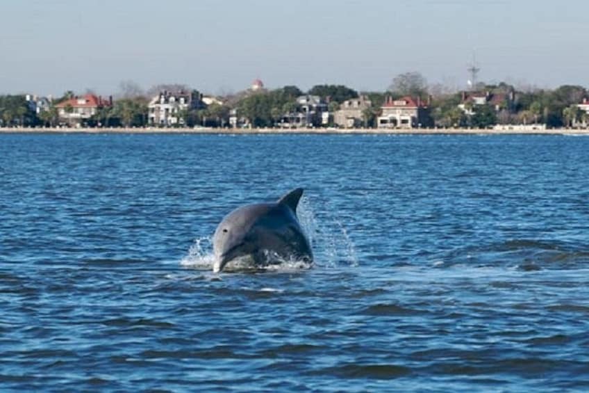 Schooner Pride Dolphin Tour 3