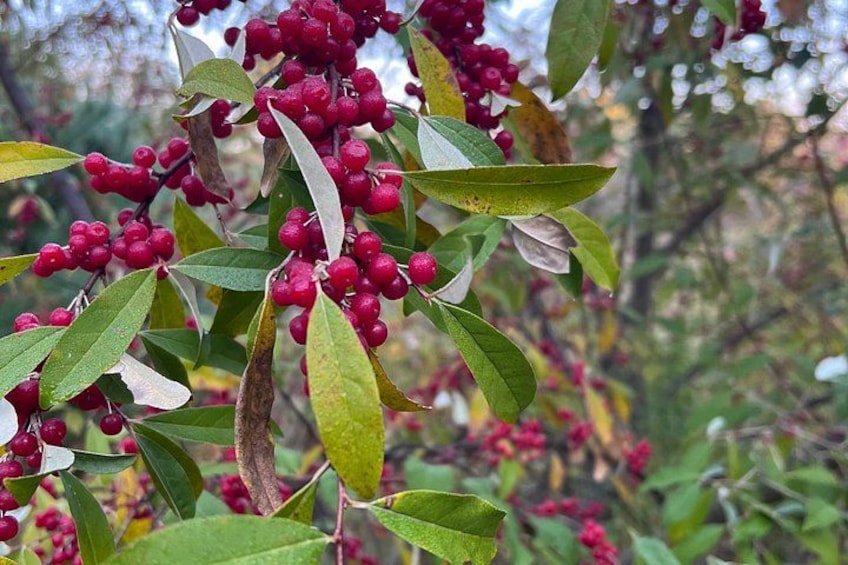 Red berries on a tree with green leaves. 5