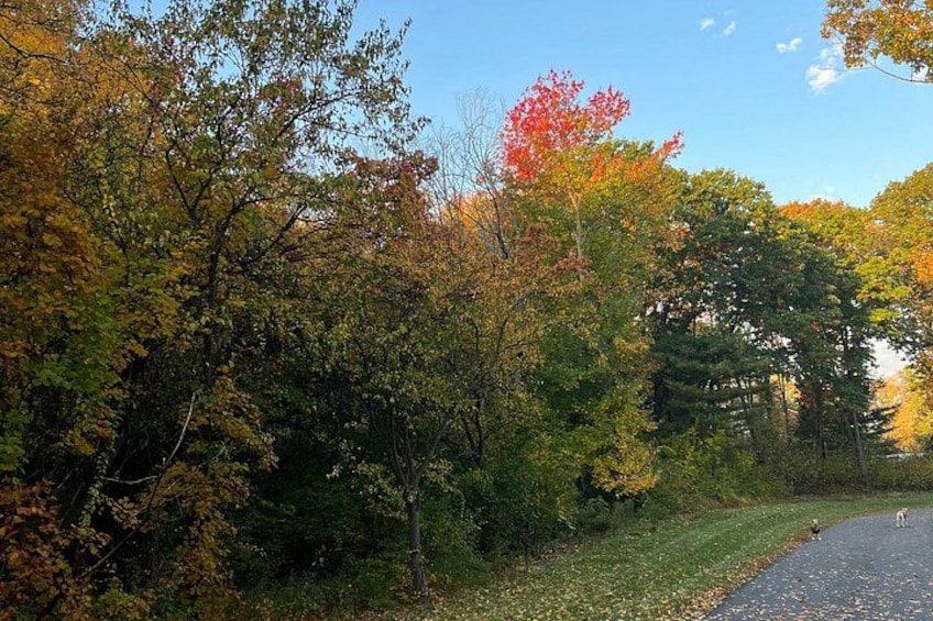 A road surrounded by trees with autumn foliage. 2