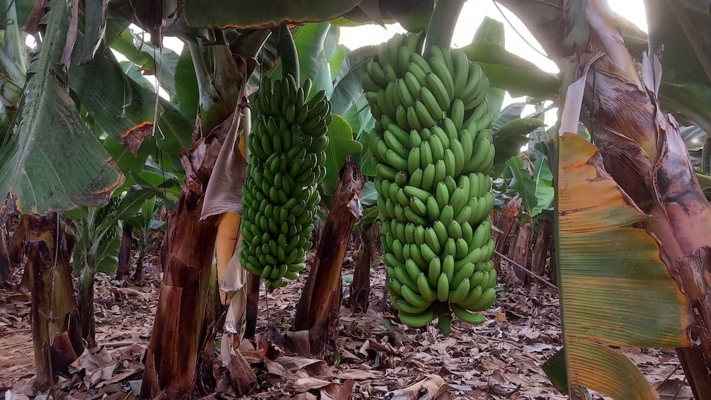 Canarian Wine Tasting and Banana Plantation Tour in Tenerife 3
