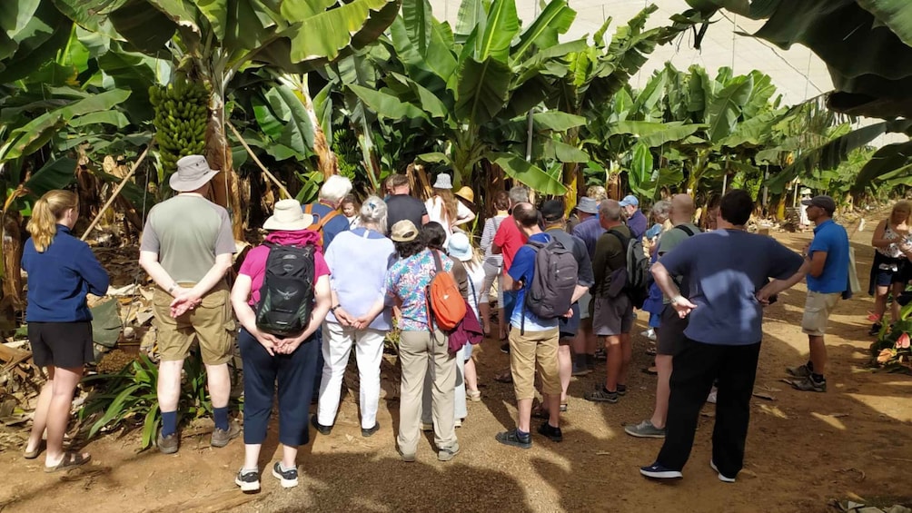 Picture 2 for Activity Canarian Wine Tasting and Banana Plantation Tour in Tenerife 2
