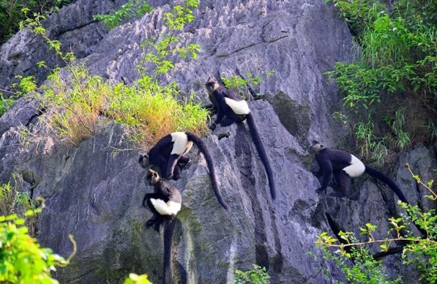 Picture 43 for Activity Hanoi: Ninh Binh Hoa Lu/Bai Dinh, Trang An/Tam Coc, Mua Cave 2
