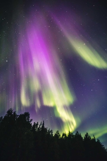 The Northern Lights over a forested landscape. 2