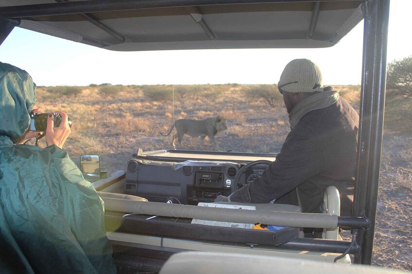 A vehicle interior with a person taking a photo of a lion in the distance. 1