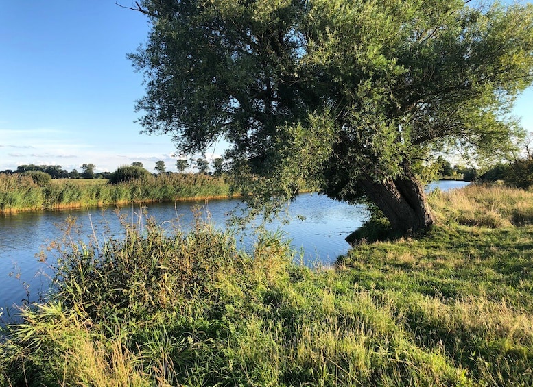 A riverbank with a large tree, grassy areas, and a calm body of water. 3