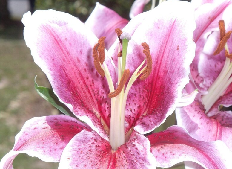 A close-up of a pink and white lily flower with prominent stamens. 2
