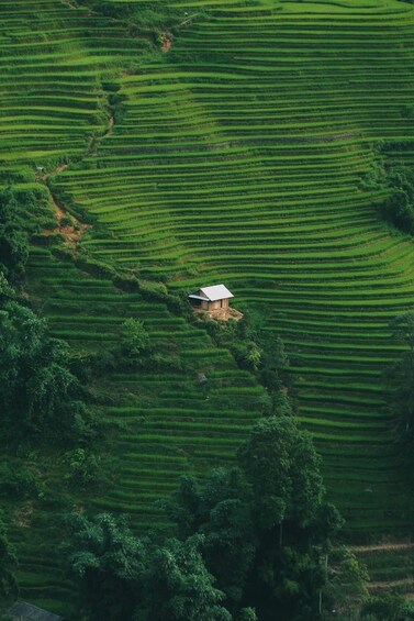 Picture 14 for Activity Hanoi: SaPa Lao Chai-Ta Van Trek, Homestay Rice Terrace View 2