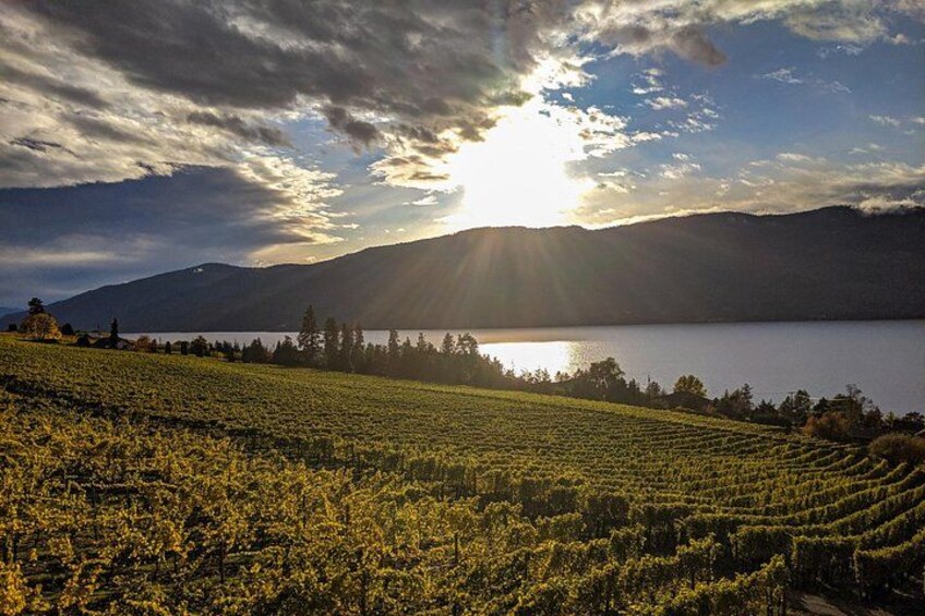 Sunset vineyard views 2
