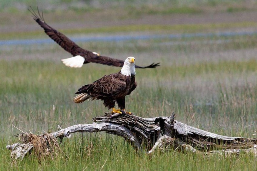 Un águila calva posada sobre una rama caída en un campo cubierto de hierba. 2