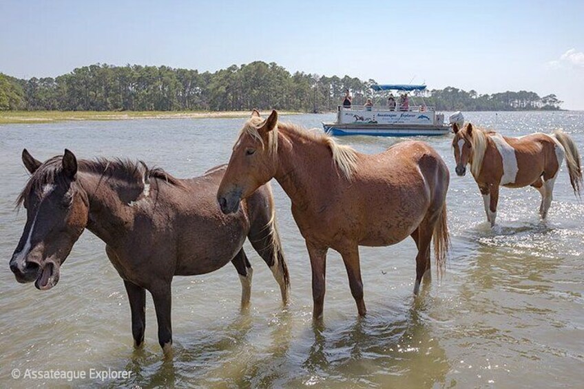 Wild Pony Watching Boat Tour from Chincoteague to Assateague 1