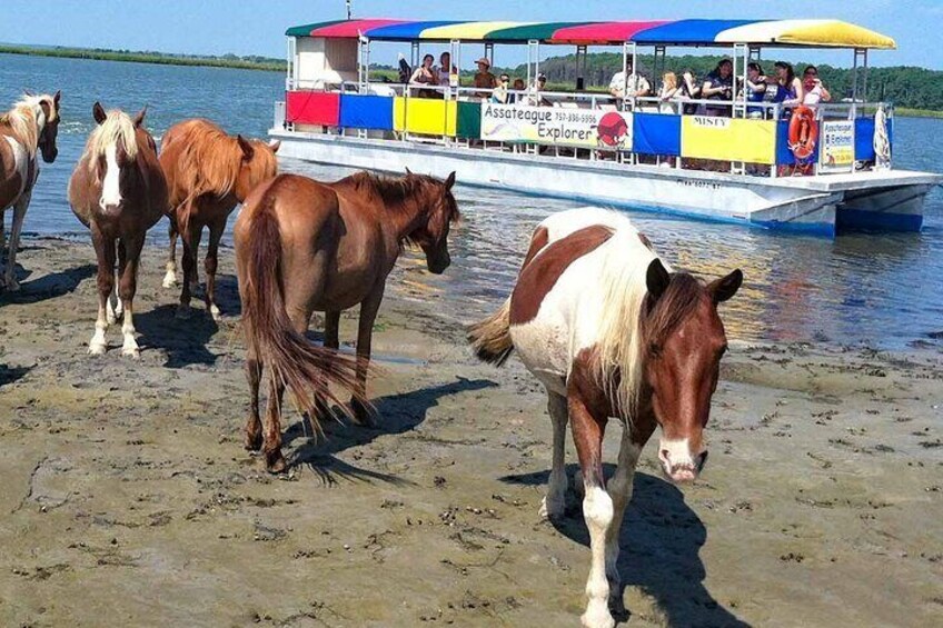 Wild Pony Watching Boat Tour along Assateague Island