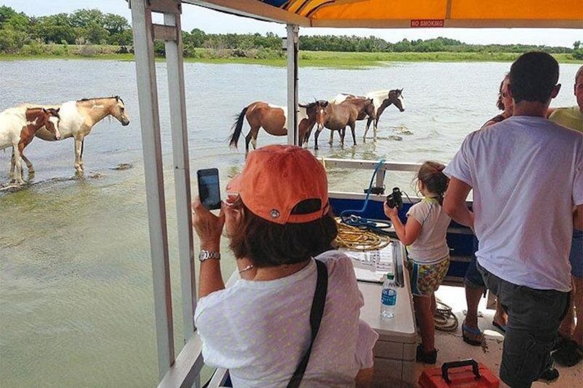 People on a boat observing horses in the water. 3