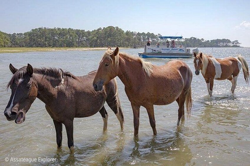 Wild Pony Watching Boat Tour from Chincoteague to Assateague 1