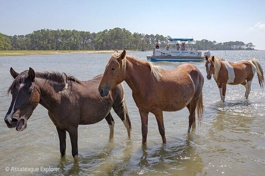 Wild Pony Watching Boat Tour along Assateague Island