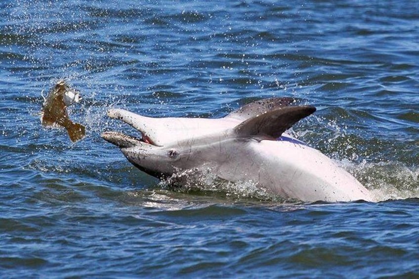 A dolphin leaping out of the water with a fish in its mouth. 2
