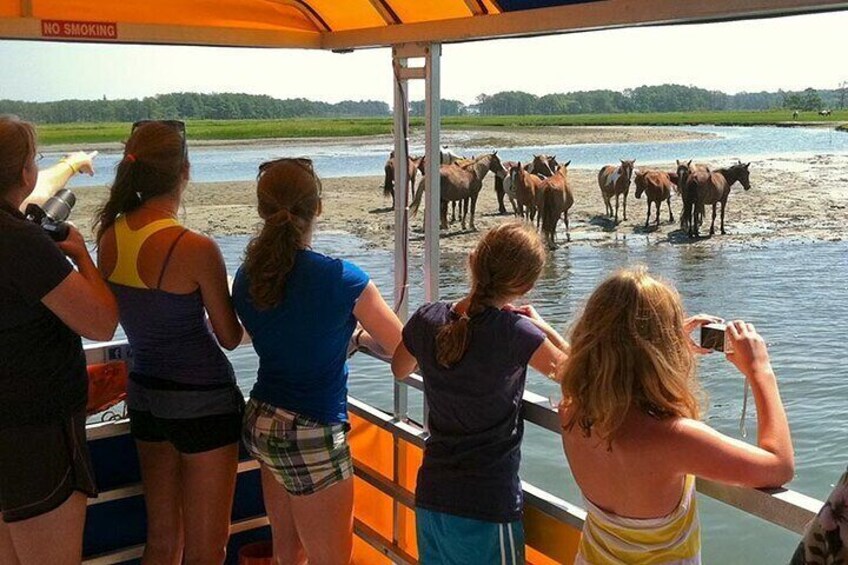 Wild Pony Watching Boat Tour along Assateague Island