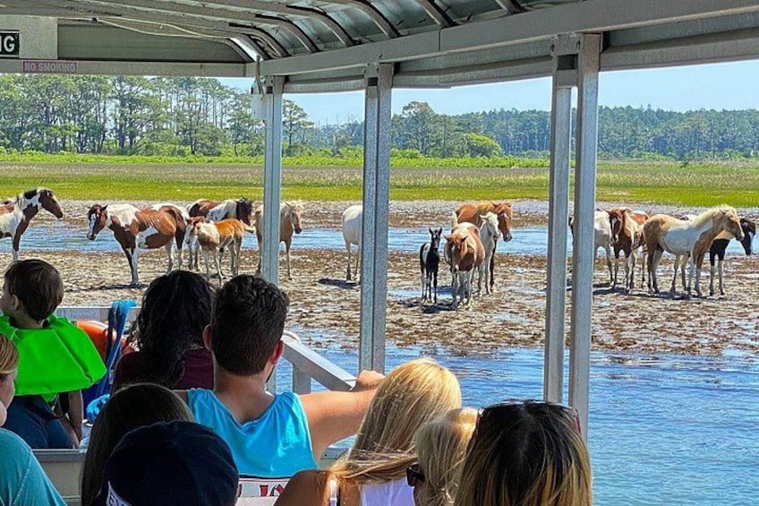 Un grupo de personas observando caballos desde un barco. 3