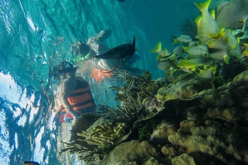 En dykker under vandet med snorkel, omgivet af koral og fisk. 3