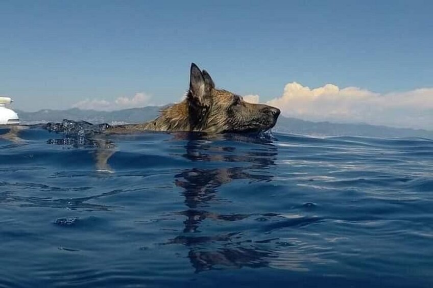 Un animal grande parcialmente sumergido en agua, con un paisaje montañoso al fondo. 2