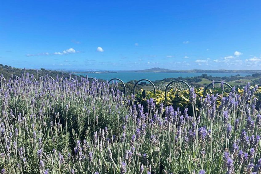 A field of lavender and yellow flowers with a clear blue sky and distant hills. 3