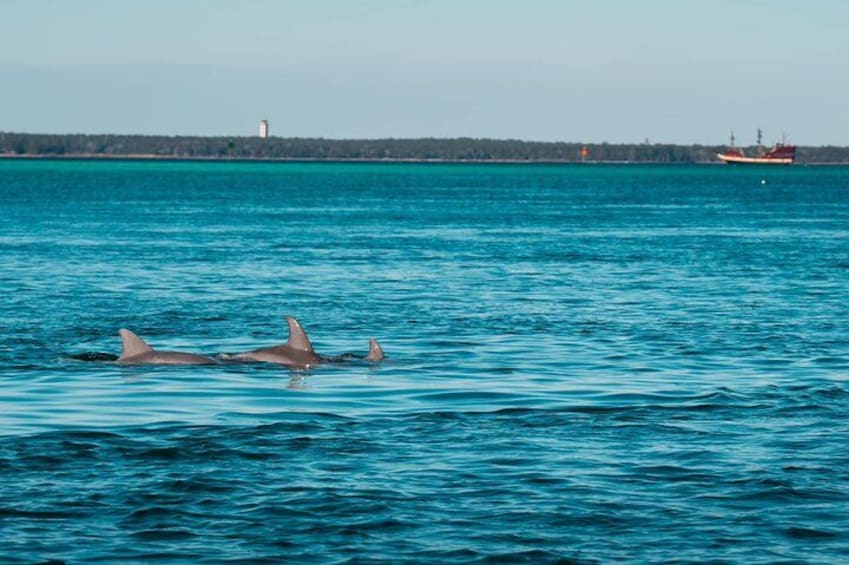 Crab Island Catamaran Charter from Fort Walton Beach 5