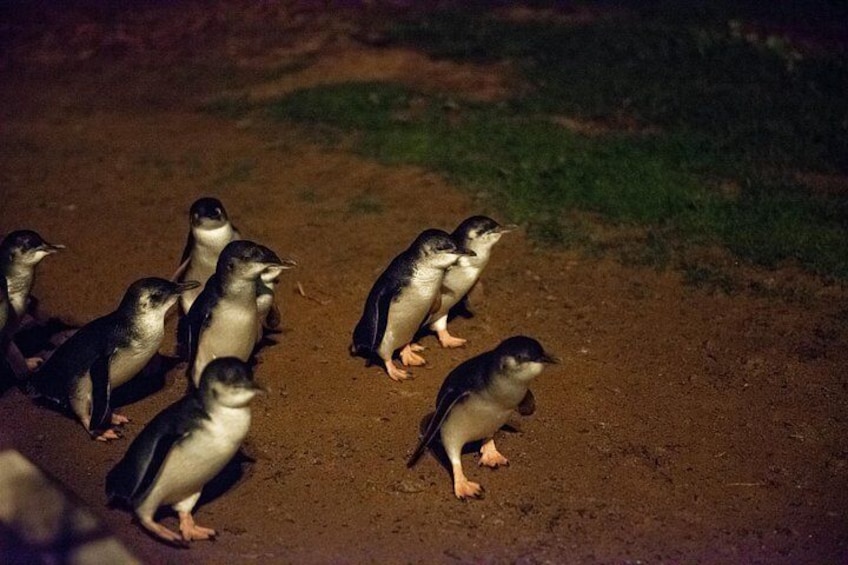 Nightly Penguin Parade at Summerlands Beach 4