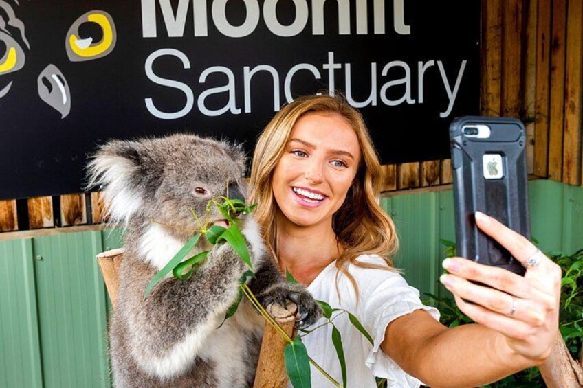 Phillip Island Penguin Parade & Wildlife Tour from Melbourne 1
