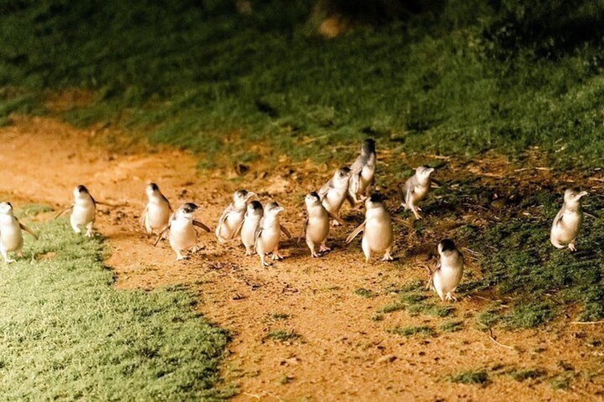 Phillip Island Penguin Parade & Wildlife Tour from Melbourne 3