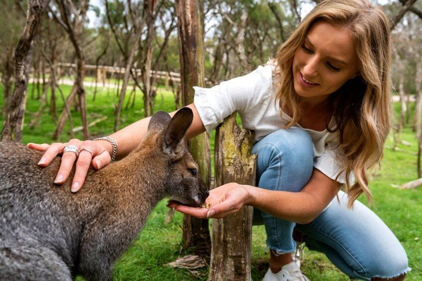 Wallaby walk - image taken at Moonlit Sanctaury 4