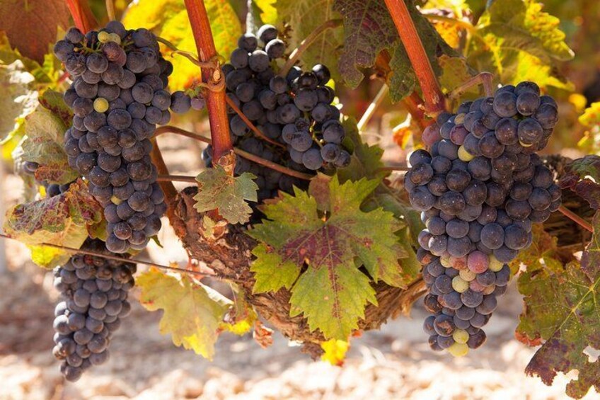 Half-Day Wine Tastings in the North GA Mountains from Atlanta 2