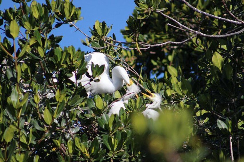 Private 2 hour Mangrove Ecotour 2