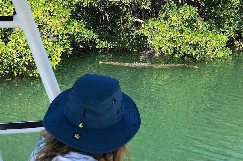Private 2 hour Mangrove Ecotour 5