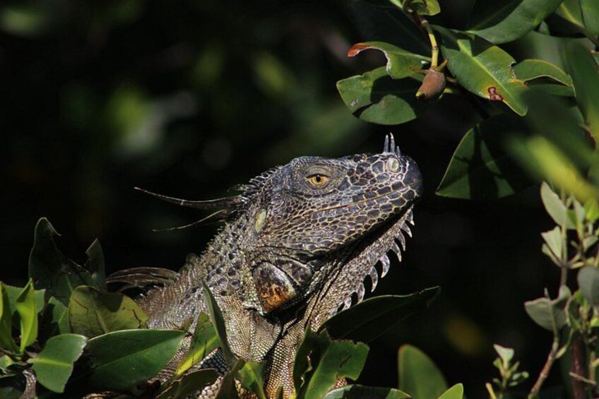Private 2 hour Mangrove Ecotour 4