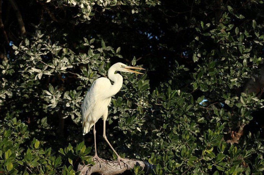 Private 2 hour Mangrove Ecotour 3