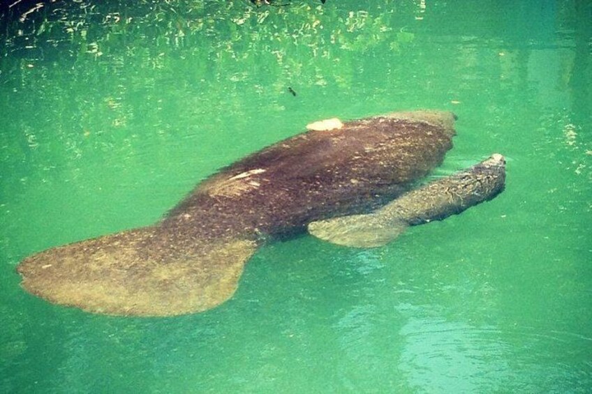 Een grote vis zwemt in helder water. 4