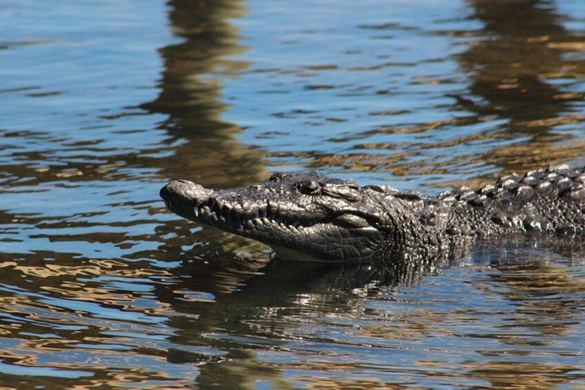 Een krokodil deels onder water. 3