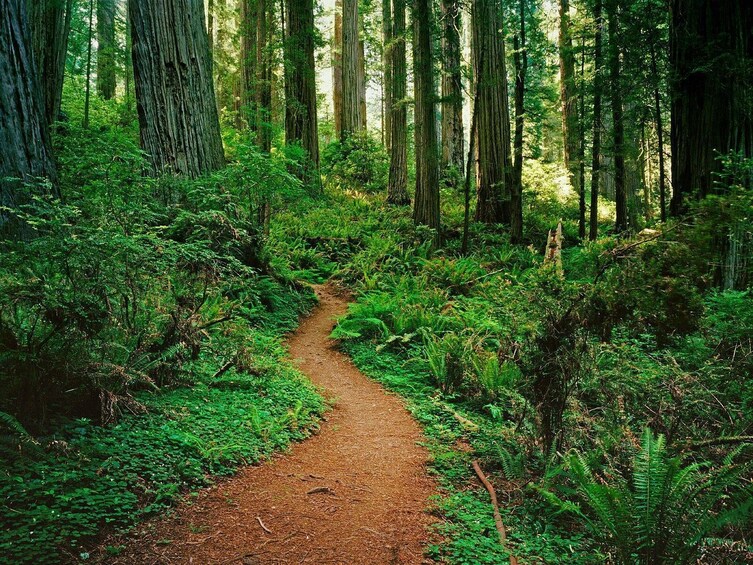 BEST Redwood&Crater Lake National Park&Oregon 3-Day Tour from San Francisco