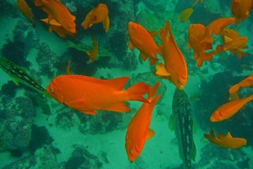 En stime af orange fisk svømmer i klart vand. 3