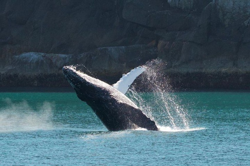 Una ballena emergiendo del agua, salpicando a su alrededor. 1